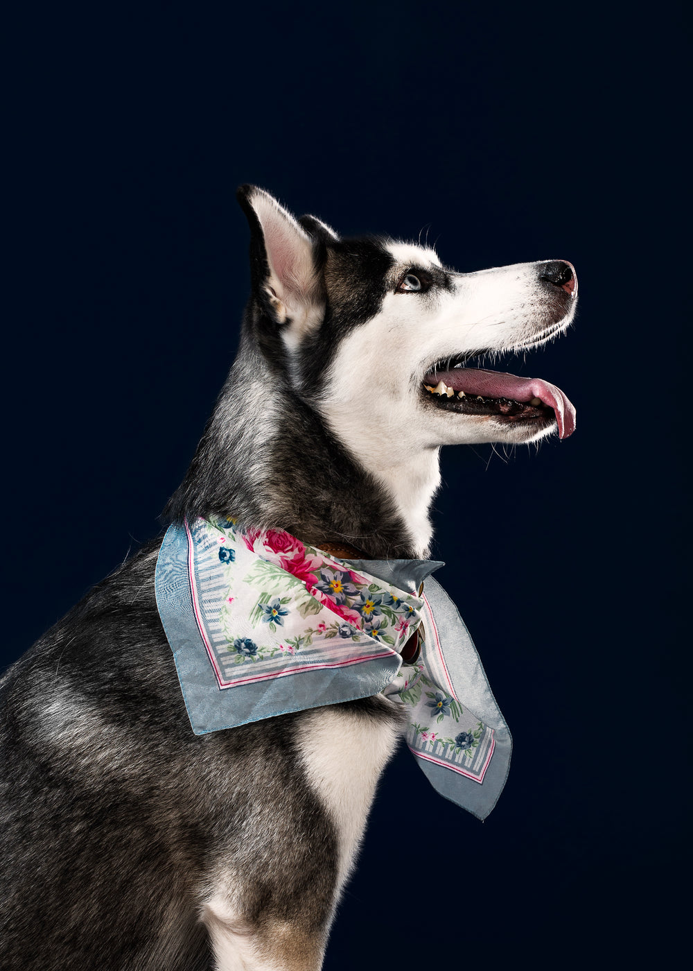 a husky in a necktie