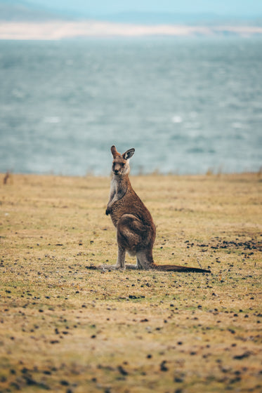 a kangaroo looks straight at the camera