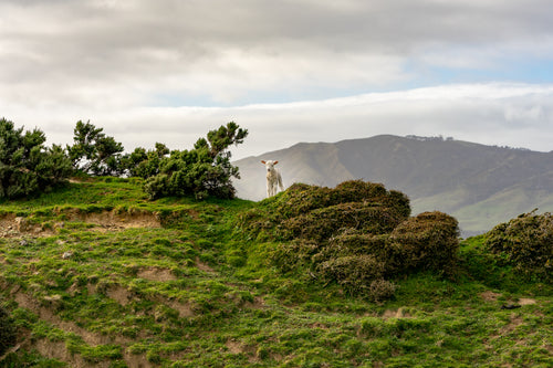 一只小羊站在山顶的中心