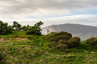 a lamb takes center stage on top of mountain