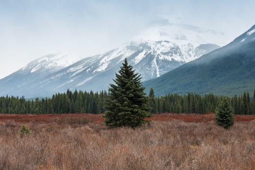 a large fir tree in a wild field in front of snowy mountains