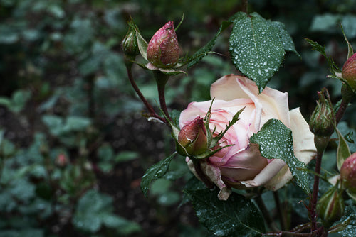a large pink rose and baby buds in grey wet weather