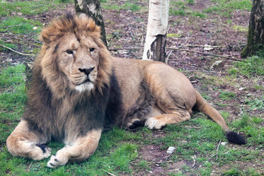 a lion lounges