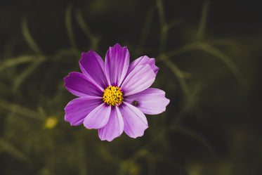 a little bee in a purple flower