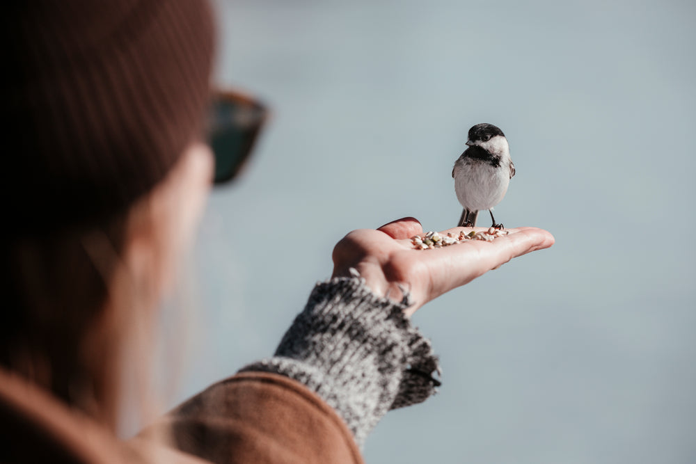 A Little Bird Eating Out Of A Persons Palm