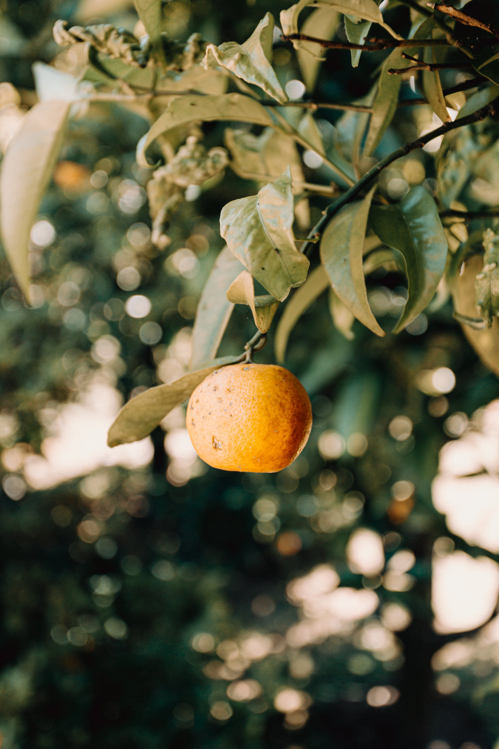 uma única laranja na árvore