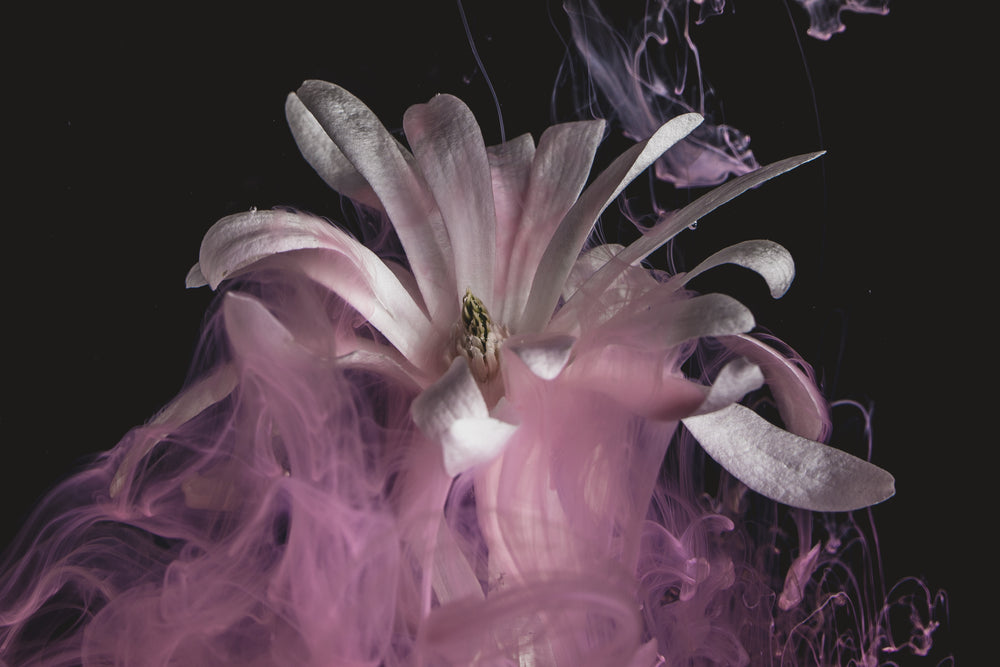 a long-stemmed white flower emits wispy pink waves of smoke