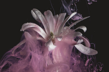 a long-stemmed white flower emits wispy pink waves of smoke