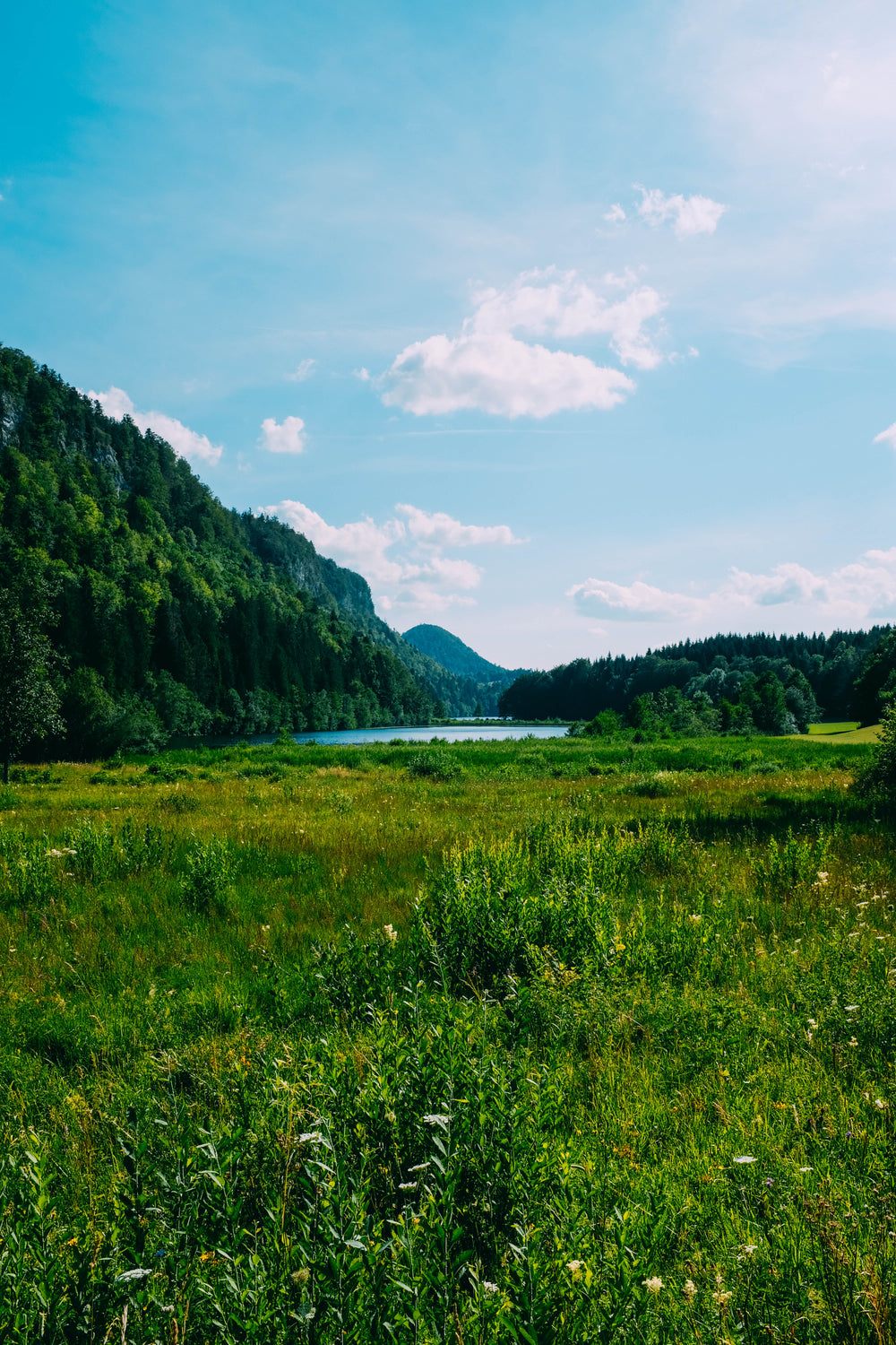 a lush green meadow and woods under a blue sky