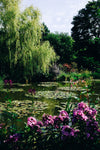 a lush pond with lily pads growing in bunches