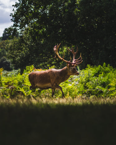 a majestic stag in the afternoon sun