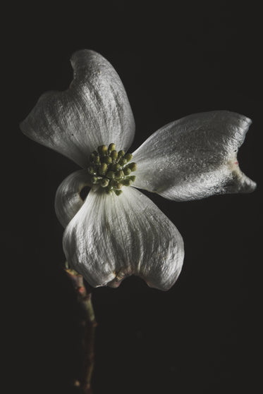 a mildly wilting white flower in darkness