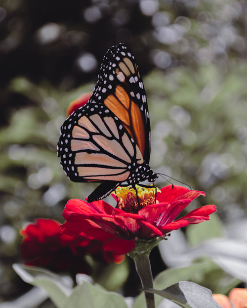 a monarch butterfly rests on a red flower