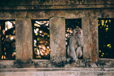 a monkey on a stone wall amongst the trees