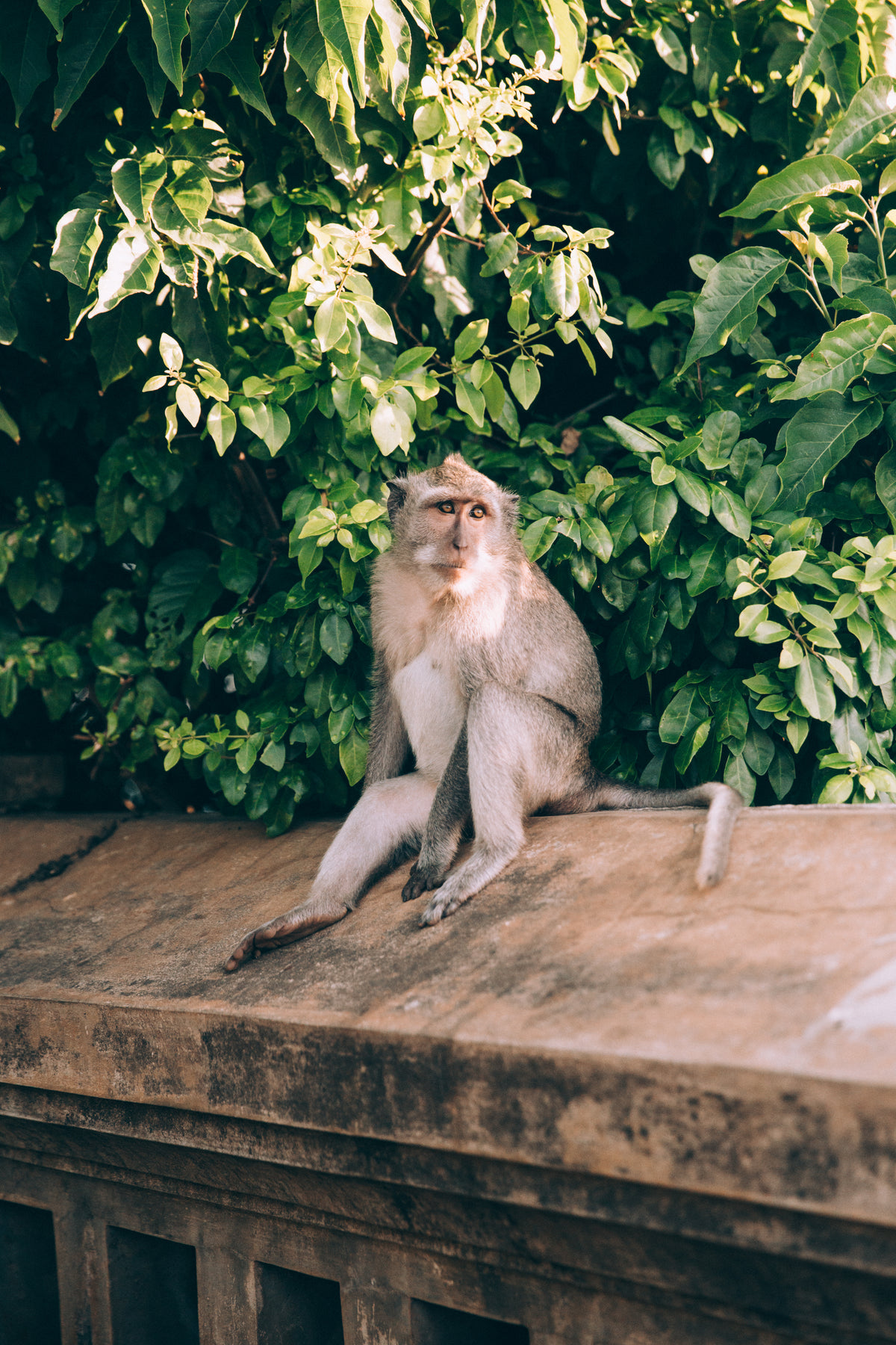 a monkey on a stone wall sunbathes