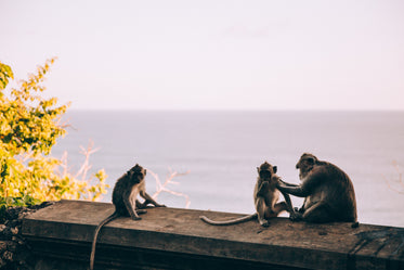 a monkey preens her children in the setting sun