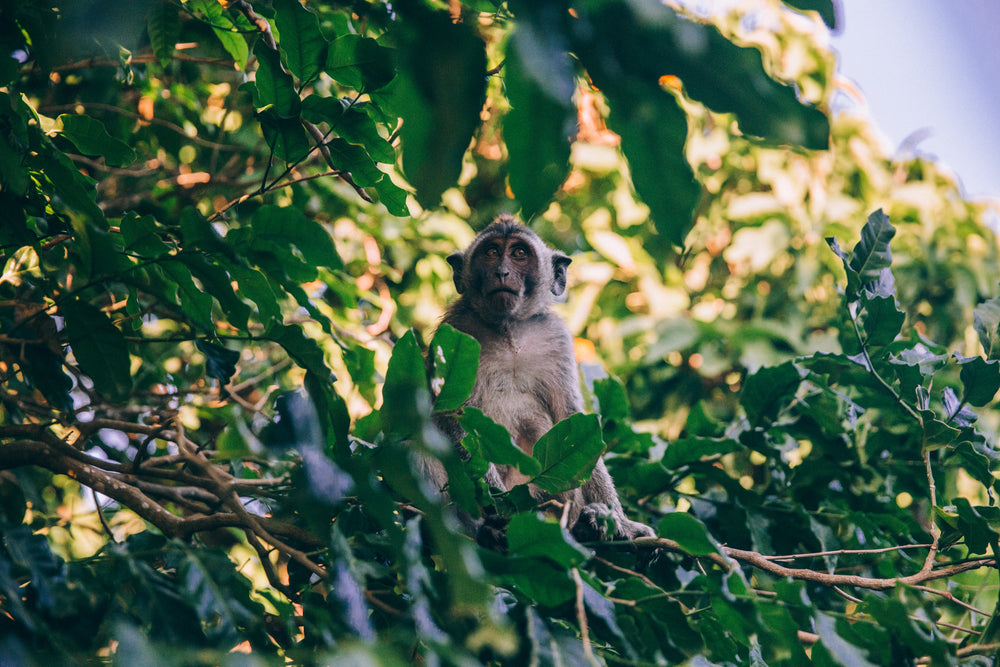 a monkey sits in the foliage