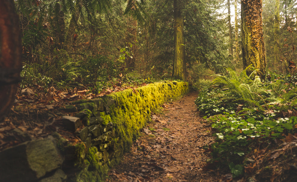 a mossy leafy autumnal path