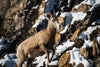a mountain goat clambers up a snowy slope