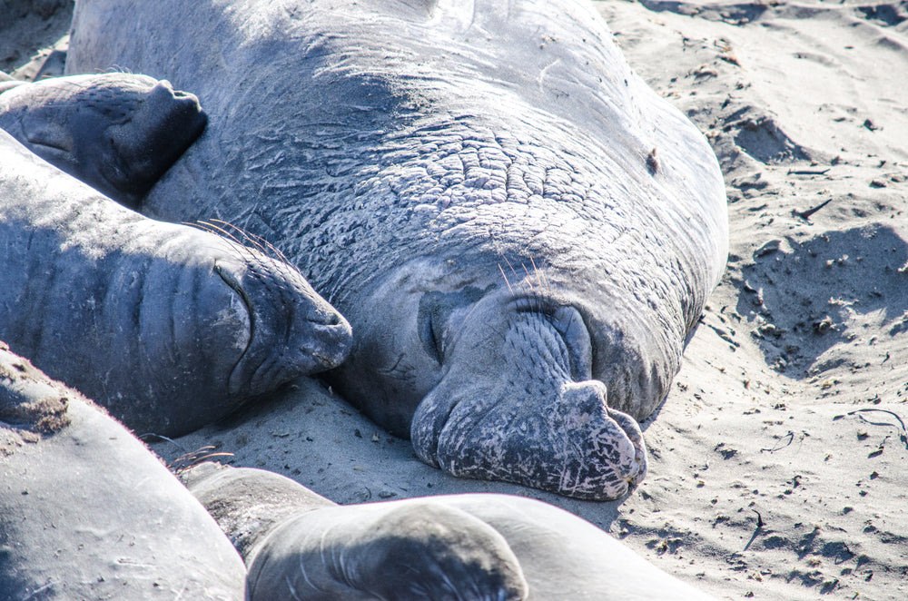 a mummy walrus and pups nap in the sand