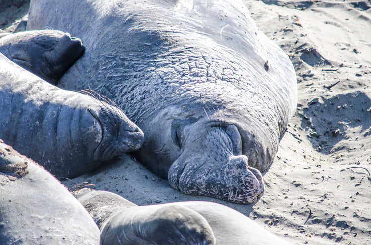 a-mummy-walrus-and-pups-nap-in-the-sand.
