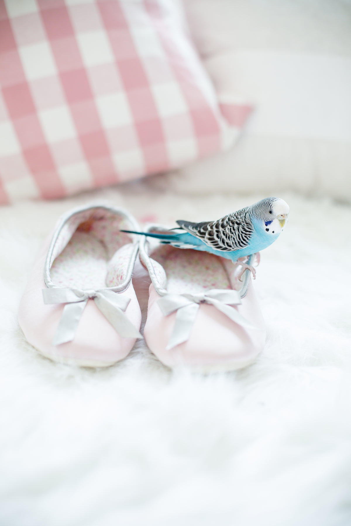 a parakeet sitting on shoes