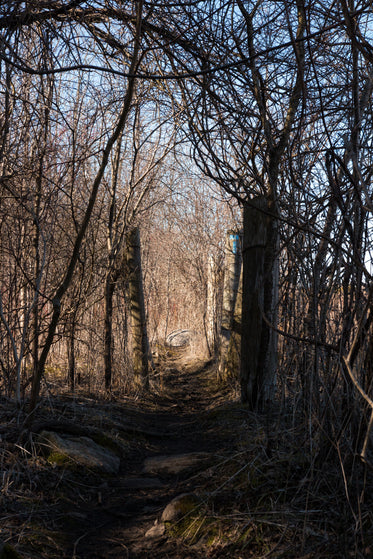 a pathway through the woods