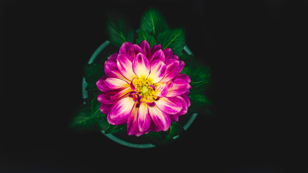 a pink and yellow flower