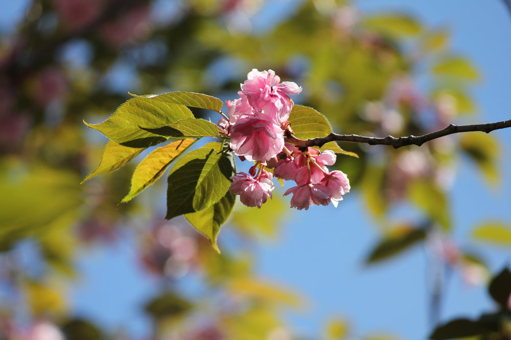 a pink blossom against a blue sky