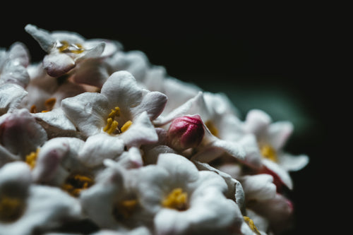 a pink bud in the middle of white flowers