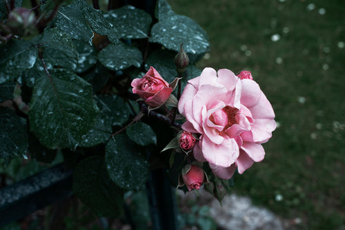 a pink rose bursts forth from dark dewy green leaves
