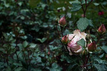 a pink rose closes its petals against the greying light