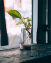 a plant in a water jar by a window