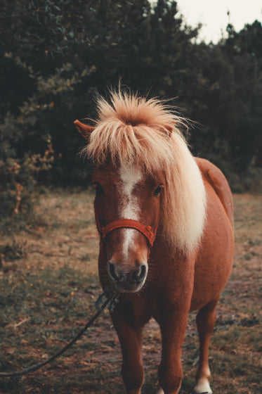 a pony with red bridle