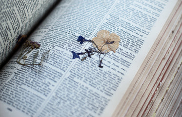 a pressed flower in the pages of an old dictionary