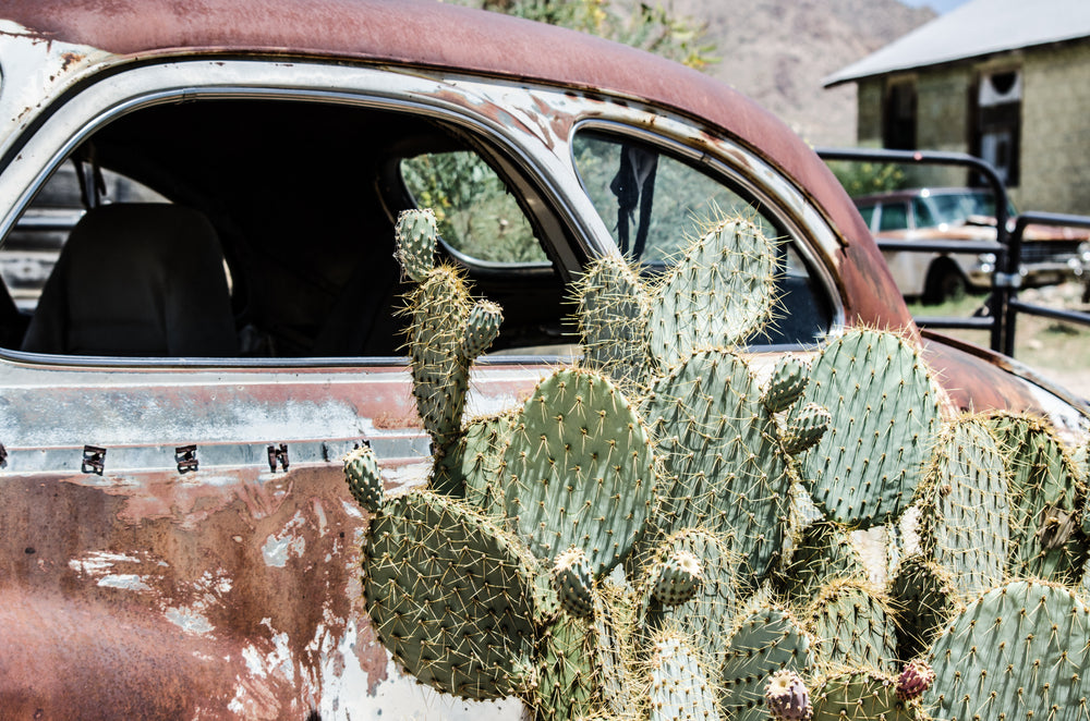 a prickly pear cactus and a rust car in the sun