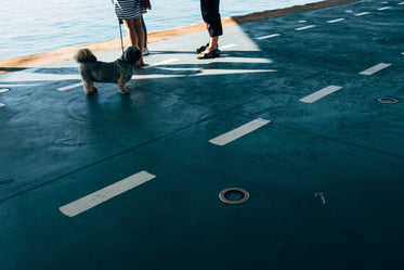 a pug on a leash guards a family standing by the sea