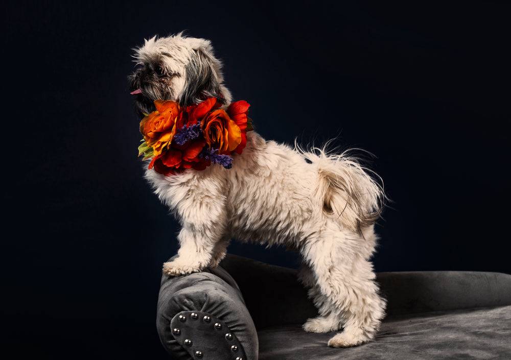 a puppy on a sofa with a cluster of flowers around the neck