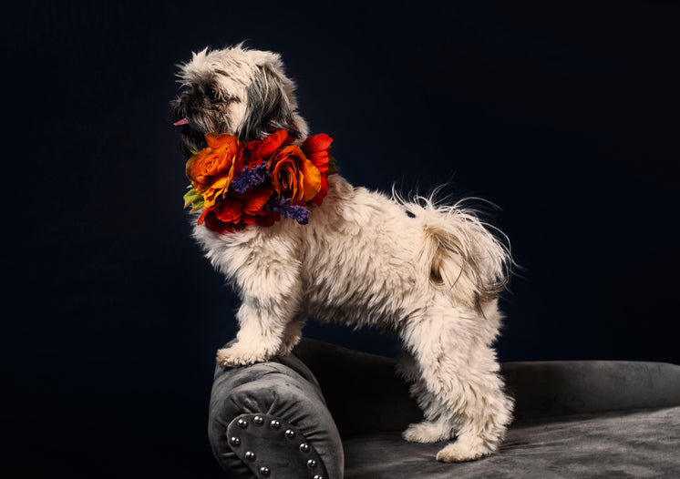 A Puppy On A Sofa With A Cluster Of Flowers Around The Neck