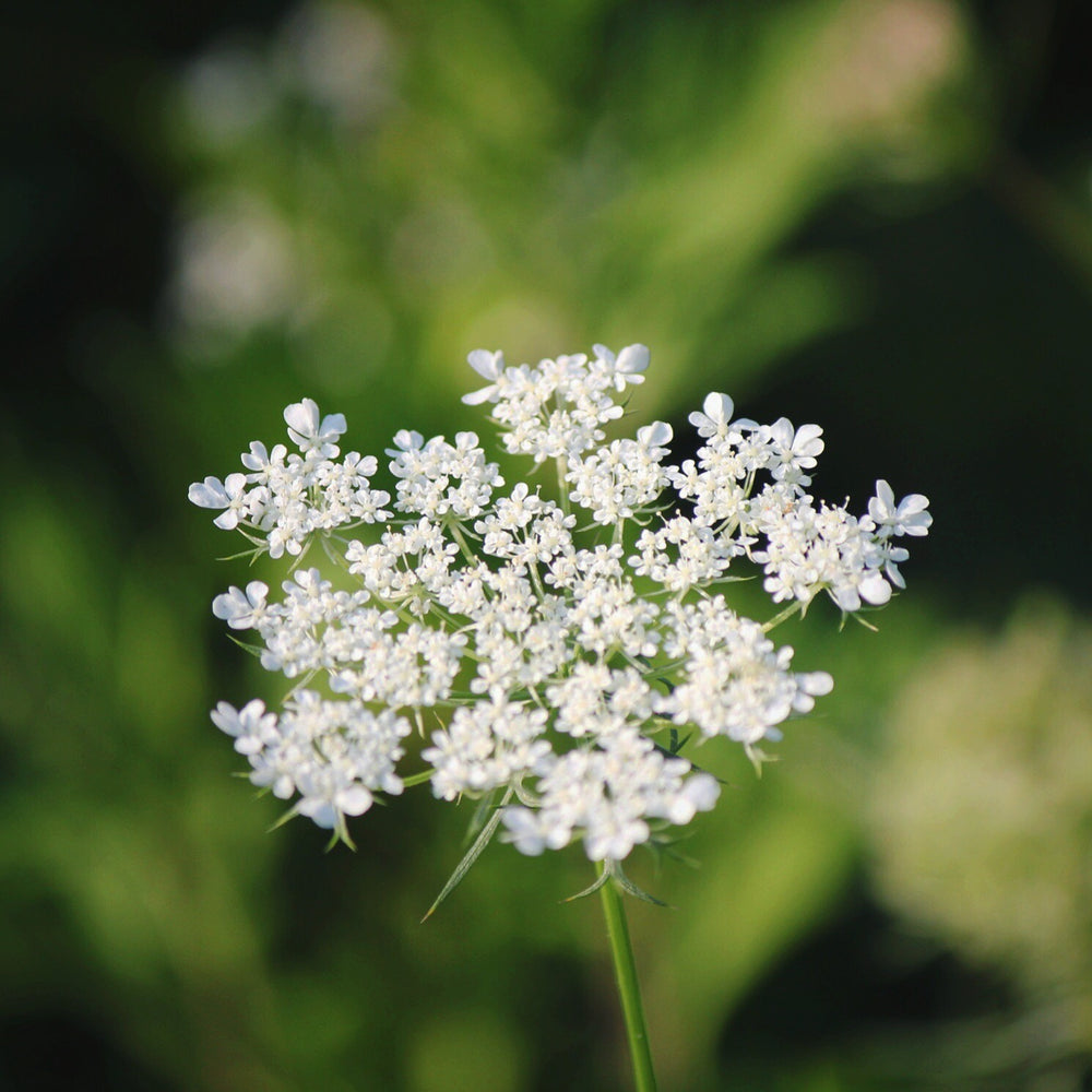 a queen annes lace flower in bloom
