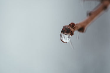 a raindrop clinging to the tip of a branch