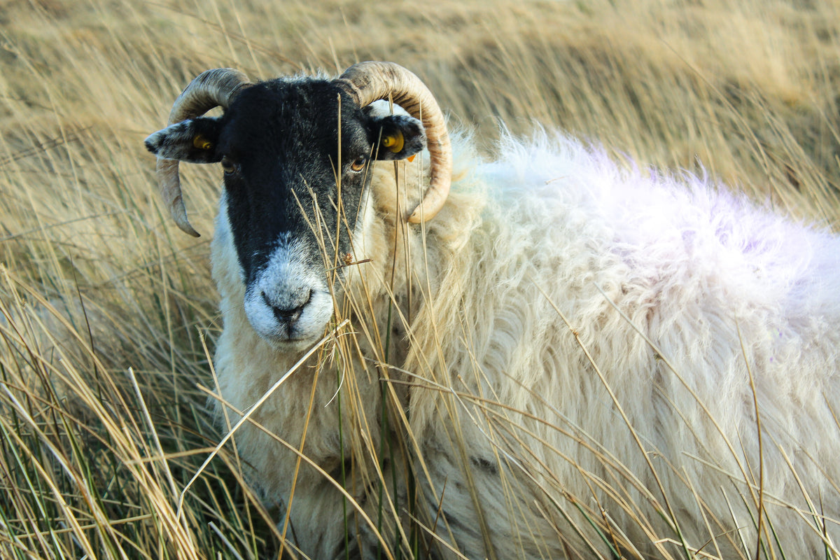 a ram standing in a field of wheat