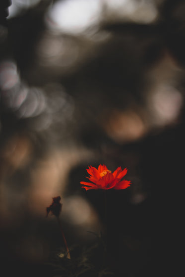 a red flower against a blurry bokeh background
