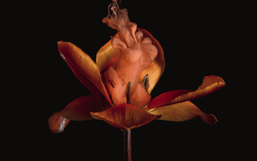 a red flower billows smokey clouds