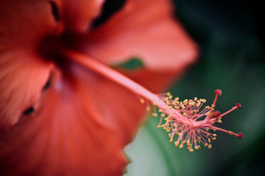 a red flower in the dark