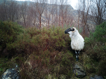 a regal ram poses in the grass