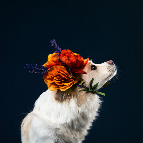 A Regal White Dog In A Flower Bonnet