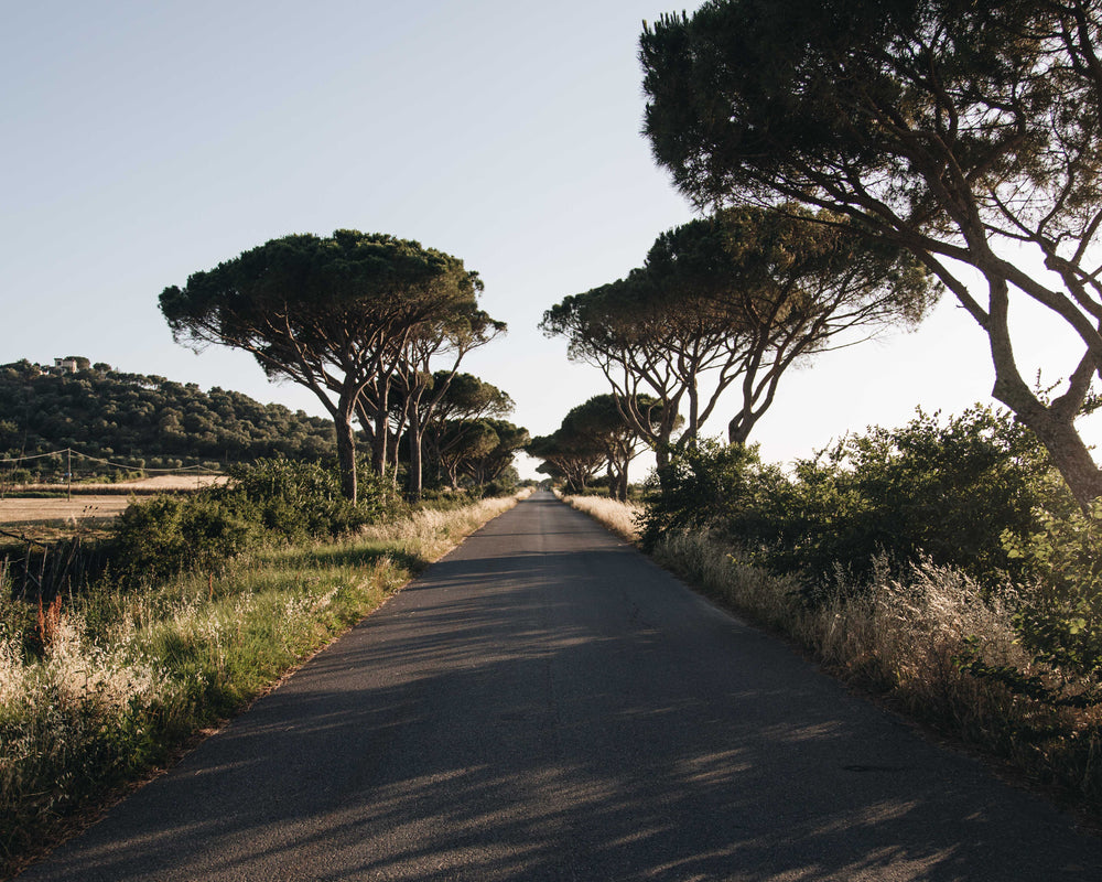 a road guarded by trees