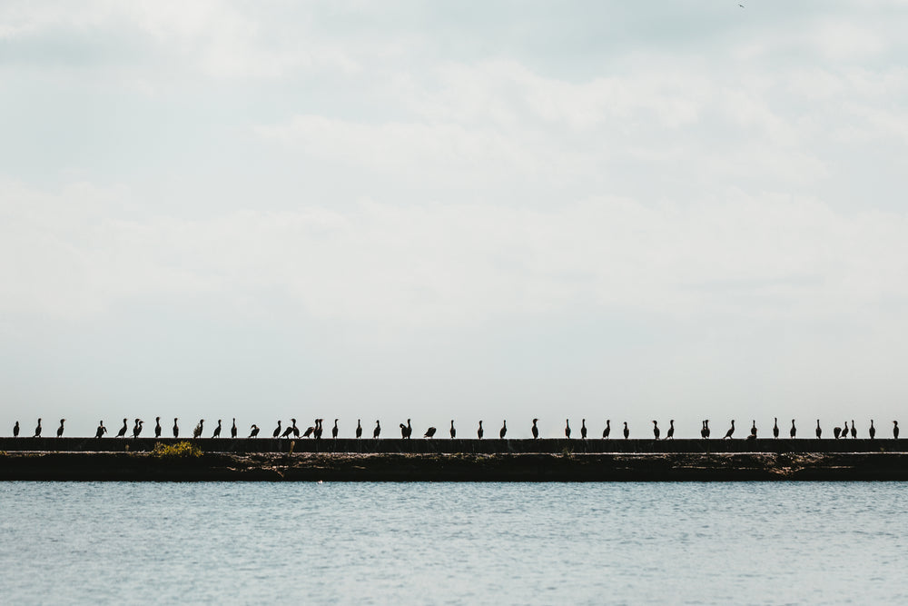 a row of birds on the waters edge