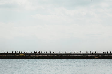 a row of birds on the waters edge